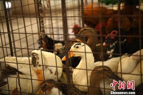 重庆再确诊一例人感染H7N9病例本月已确诊3例