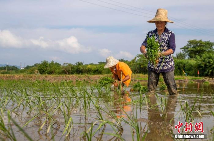 7月21日，江西湖口县均桥镇农民在栽插晚稻。(资料图) 李学华 摄